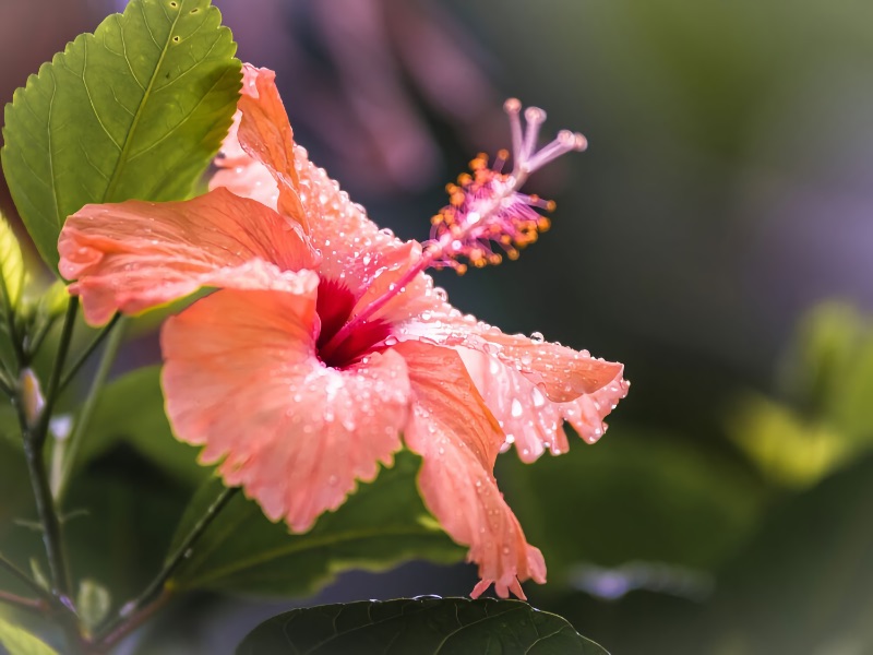 Edible Flowers and How to Use Them