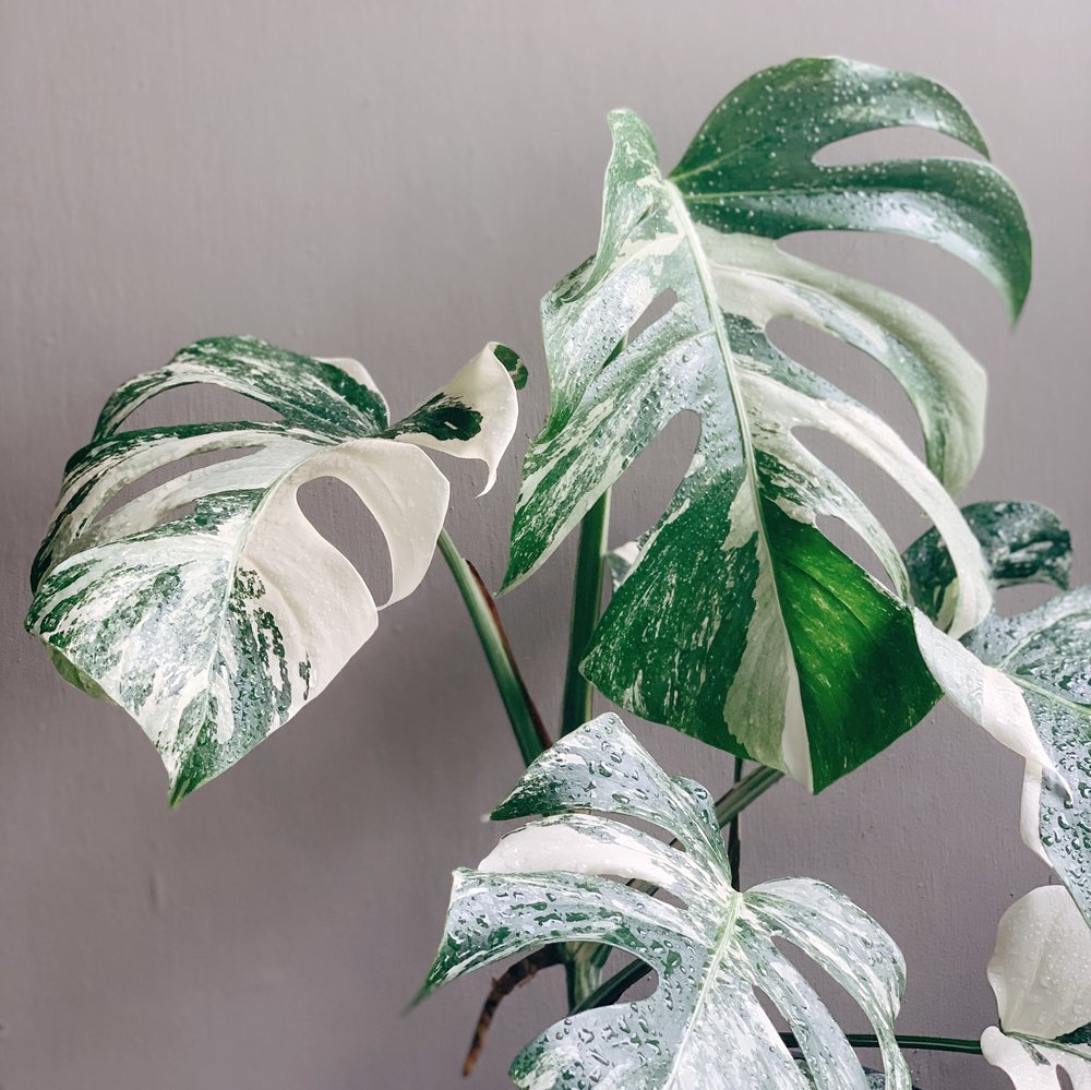 10 most expensive indoor plants you can add to your home