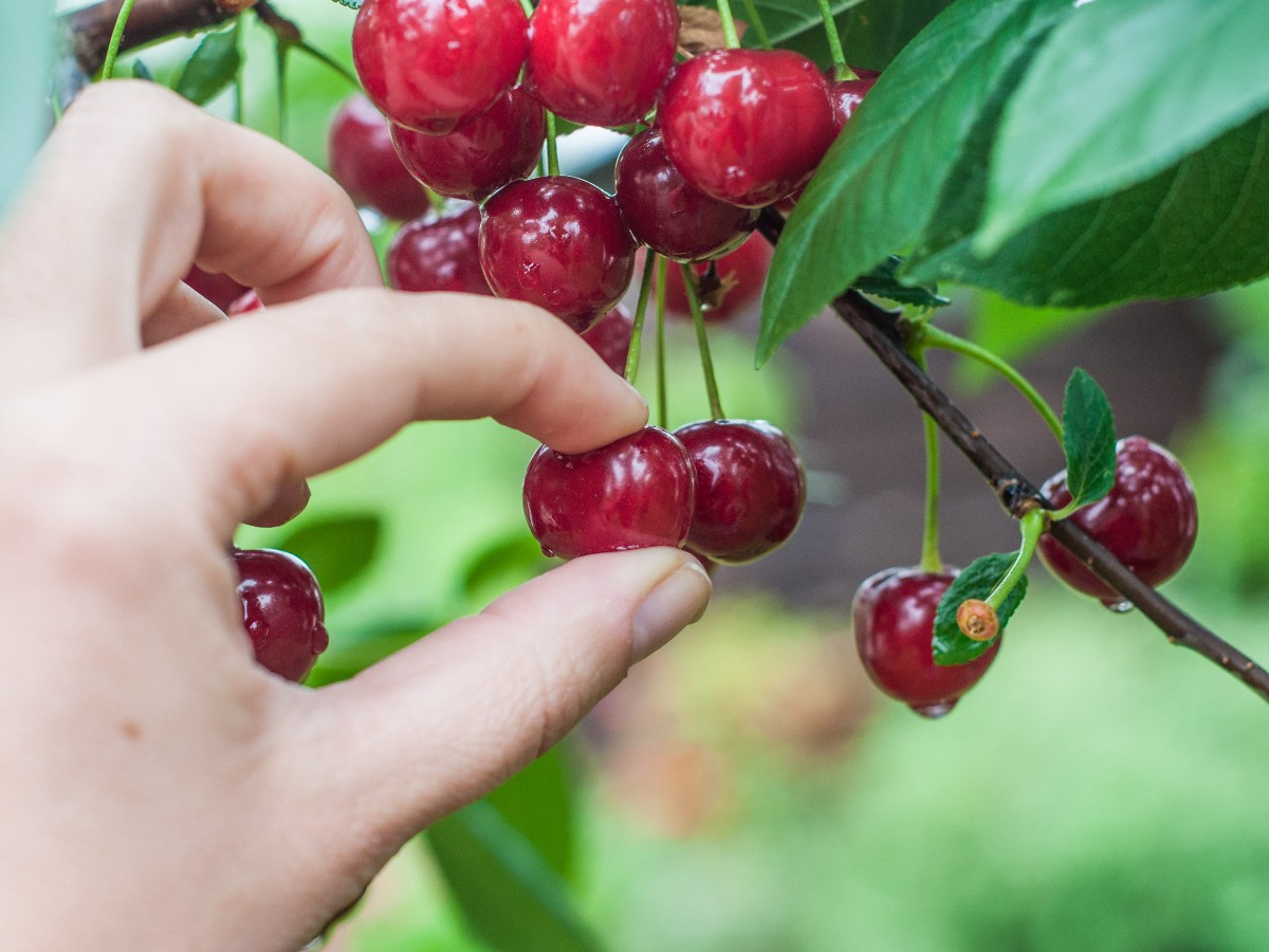 a hand picking sour cherry from tree; article on Radiology cherry-picking and workforce optimization