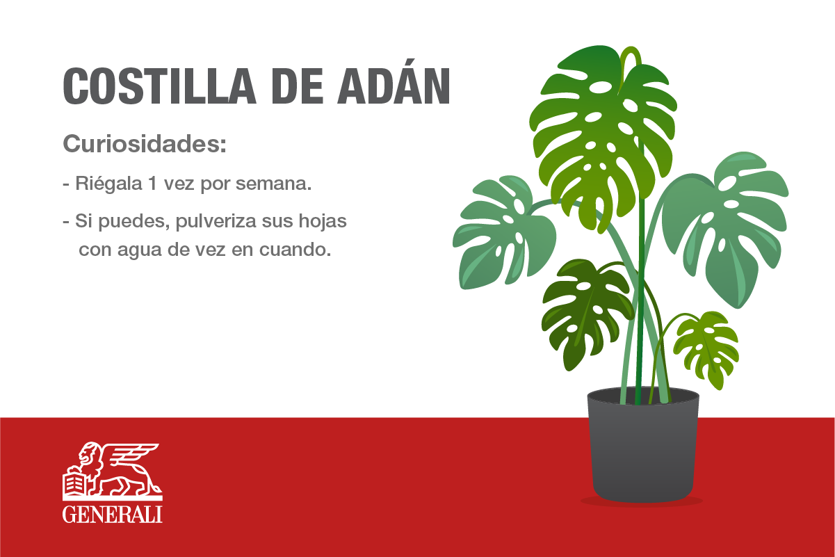 COSTILLA_DE_ADAN.png