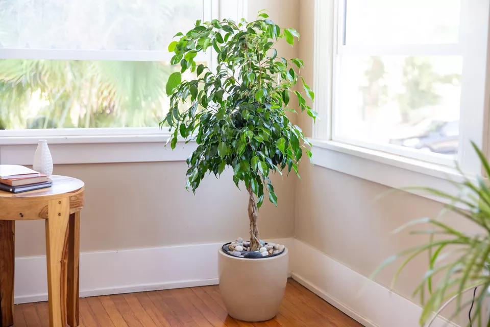 grow-ficus-trees-1902757-1-80b8738caf8f42f28a24af94c3d4f314.webp