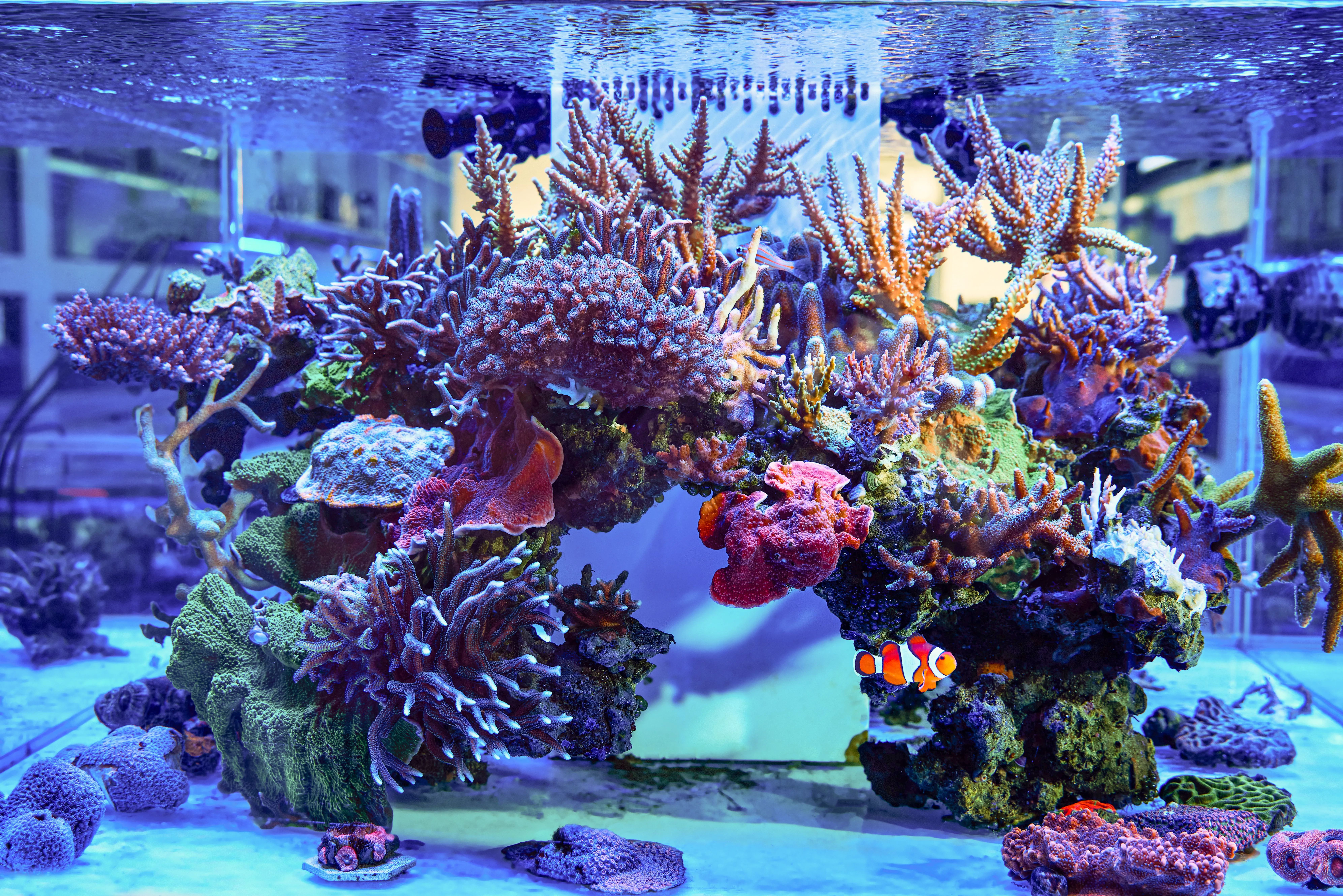 072 SQUARE EASTWOOD AQUARIUM coloured