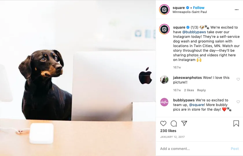 Bubbly Paws instagram