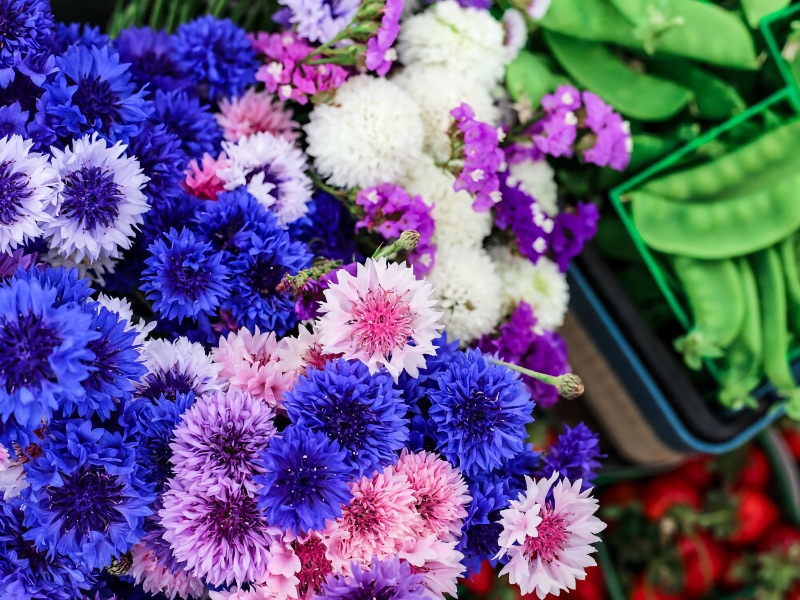 Freeze-Dried Edible Flowers (Mini Carnations and Bachelor Buttons)