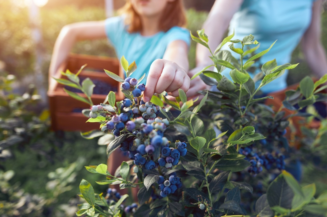 12 Blueberry Recipes You Must Try For Summer | McCormick