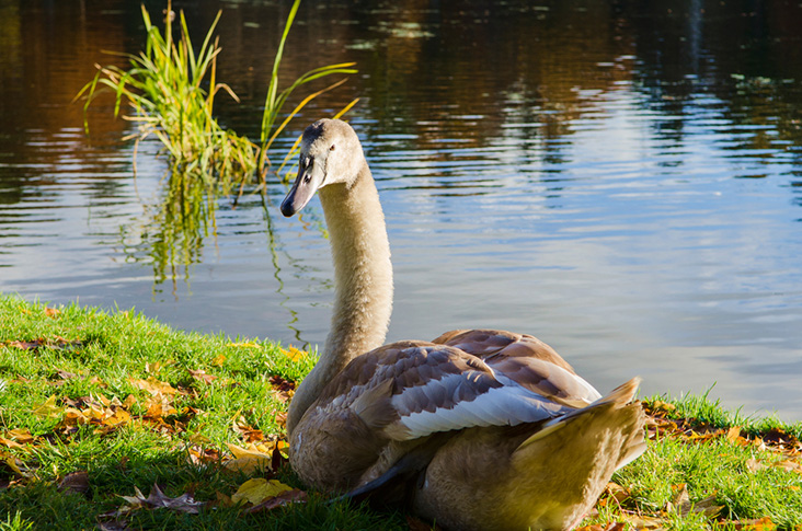 Accessible activities for Christmas in Northern Ireland