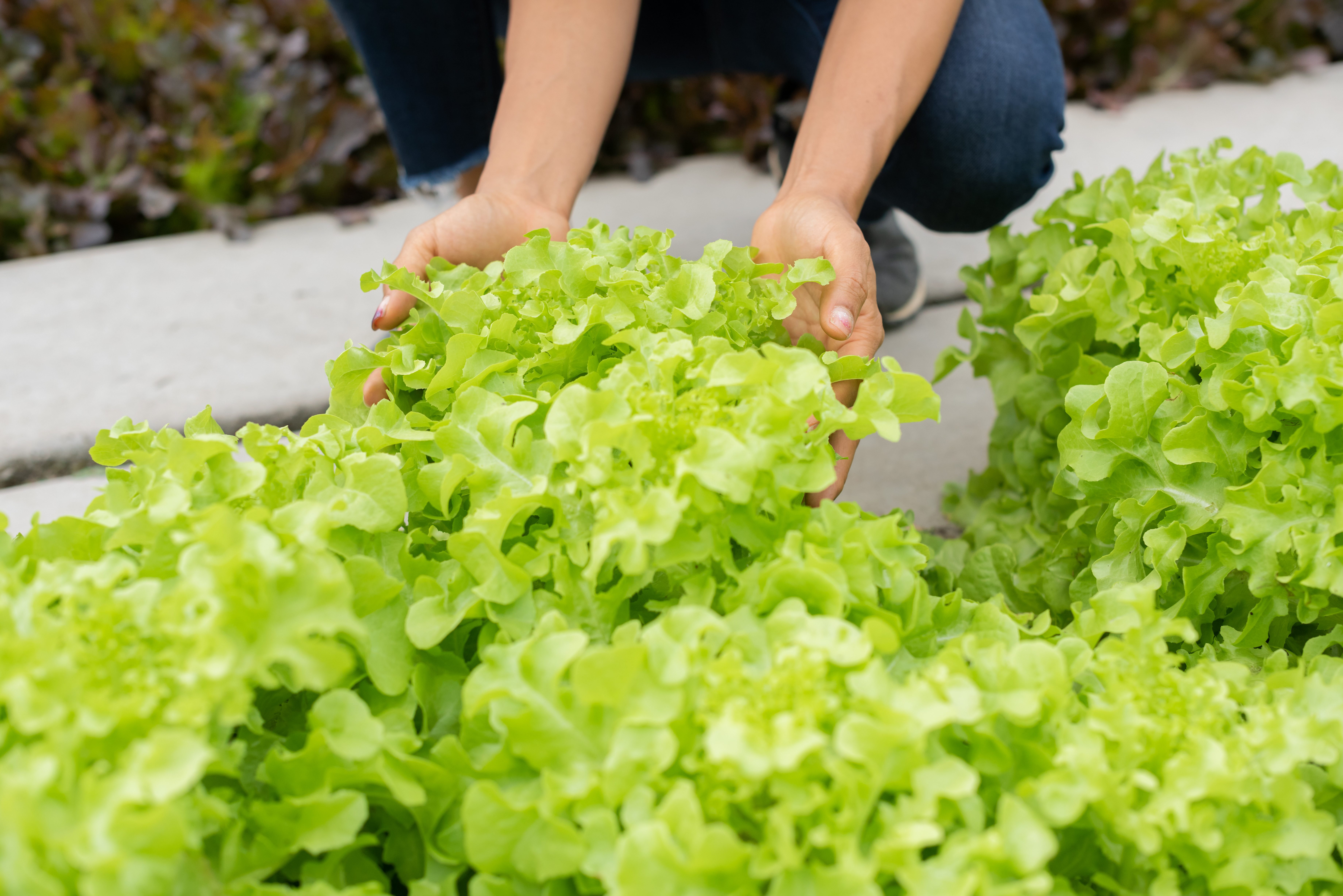 senior-adult-couple-picking-vegetable-from-backyard-garden.jpg