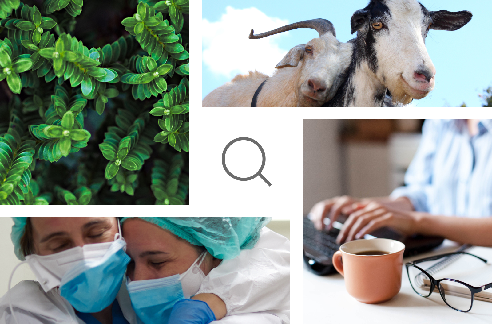 A gallery of images featuring nurses, plants, goats, and a representation of remote work, all surrounding a search icon.