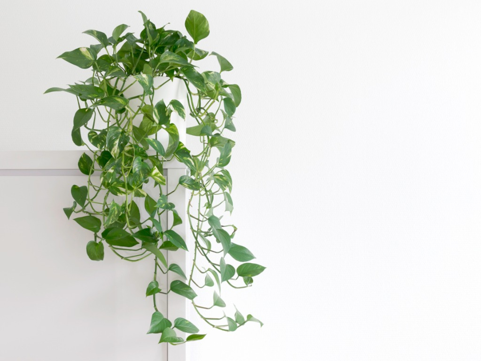 pothos-plant.jpg