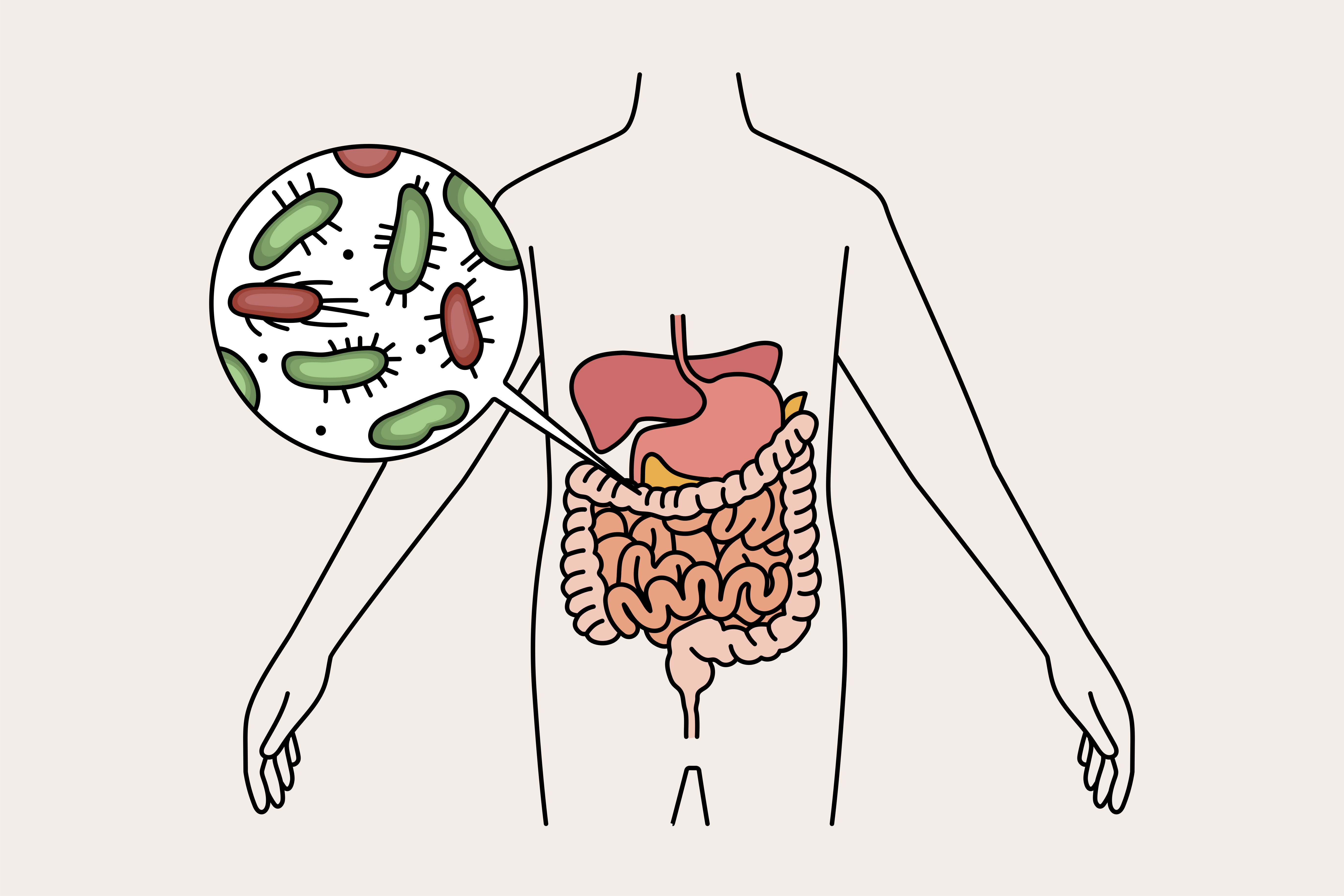 one-bottle-of-lager-each-day-leads-to-a-beneficial-gut-microbiome-2.png