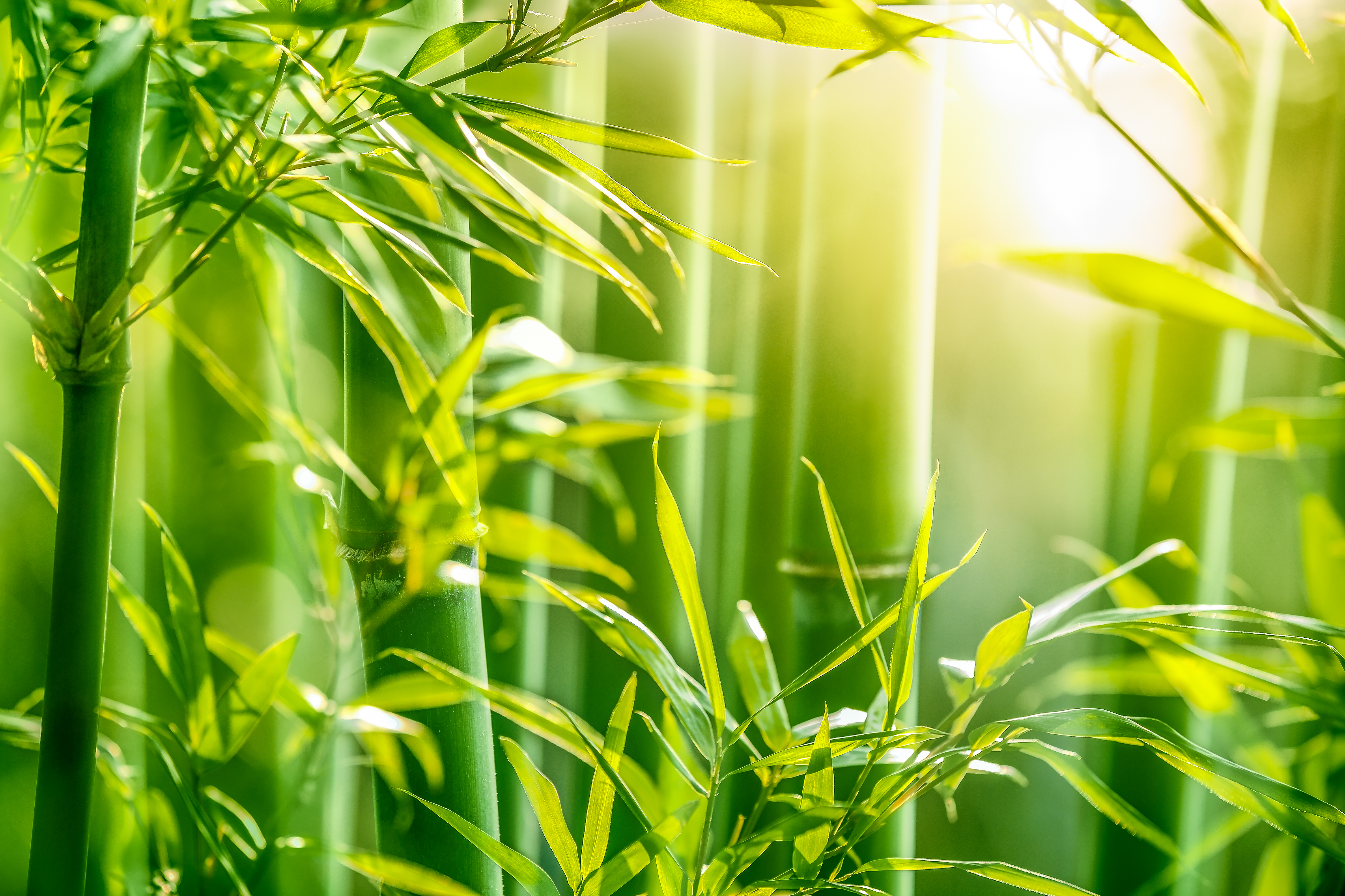 Bamboo forest