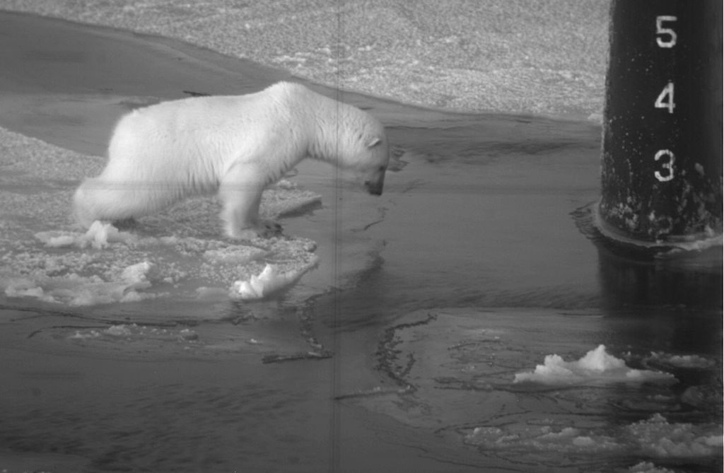 a_young_Polar_bear_investigates_the_open_water_around_the_submarine's_rudder