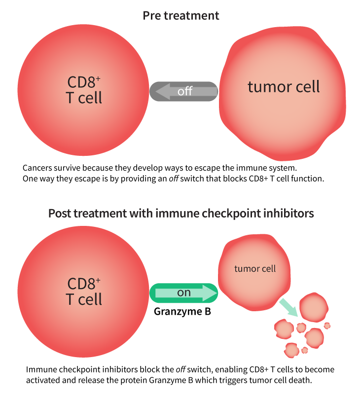 CD8-Tracer-Graphic-for-Press-Release-PRE&POST.png