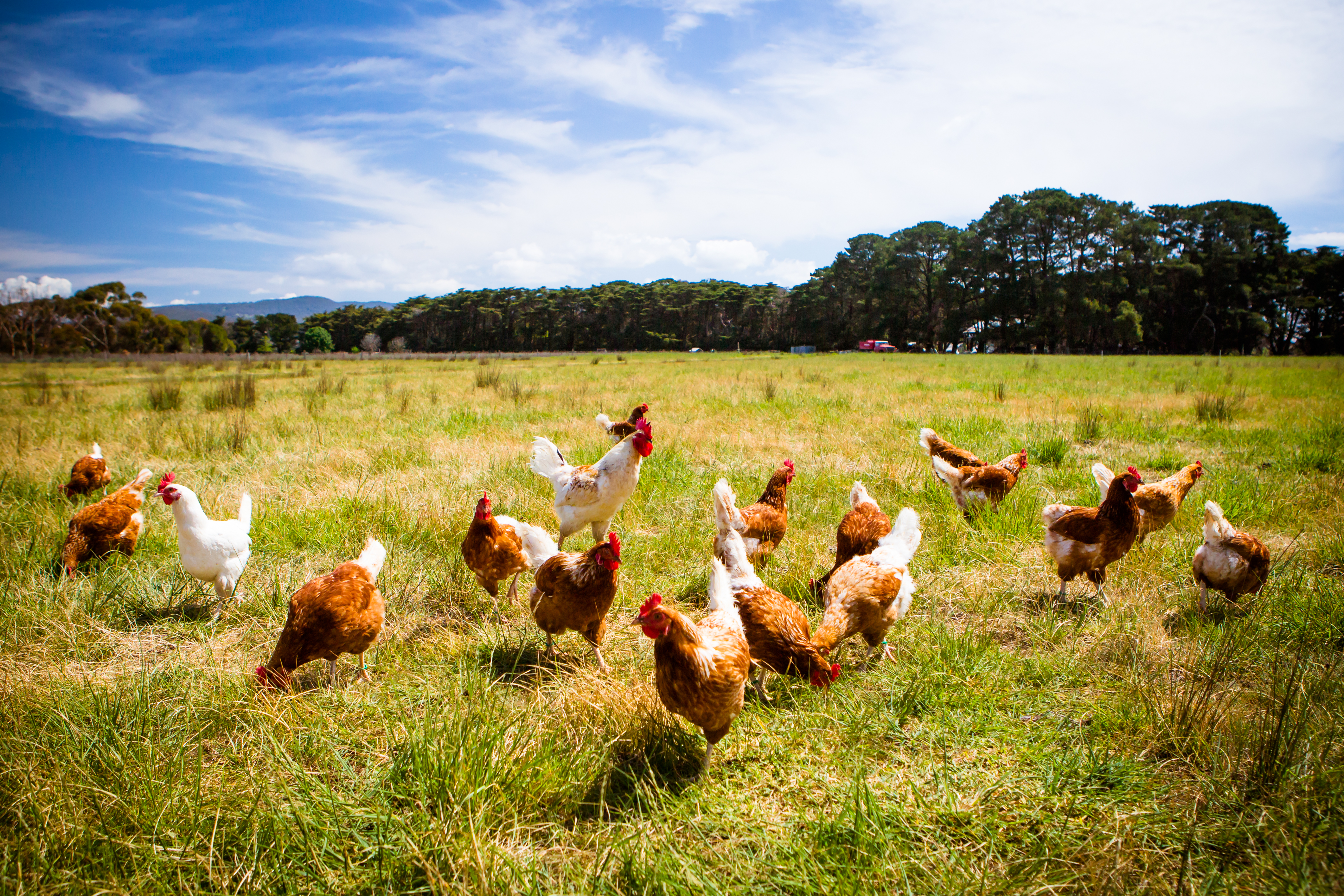 Chickens In A Field