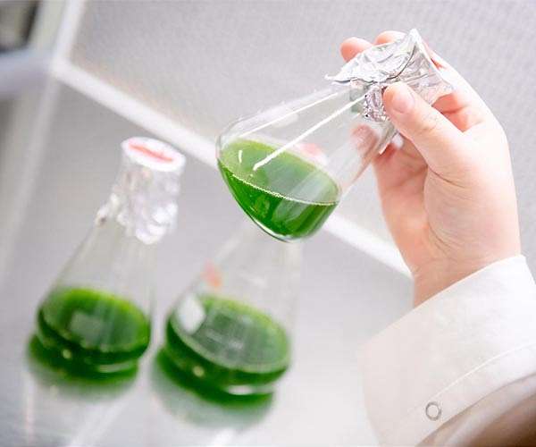 algae-living-biocatalysts-green-industry-hg.jpeg