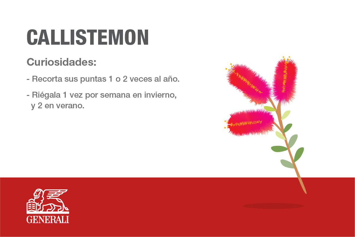 CALLISTEMON.png