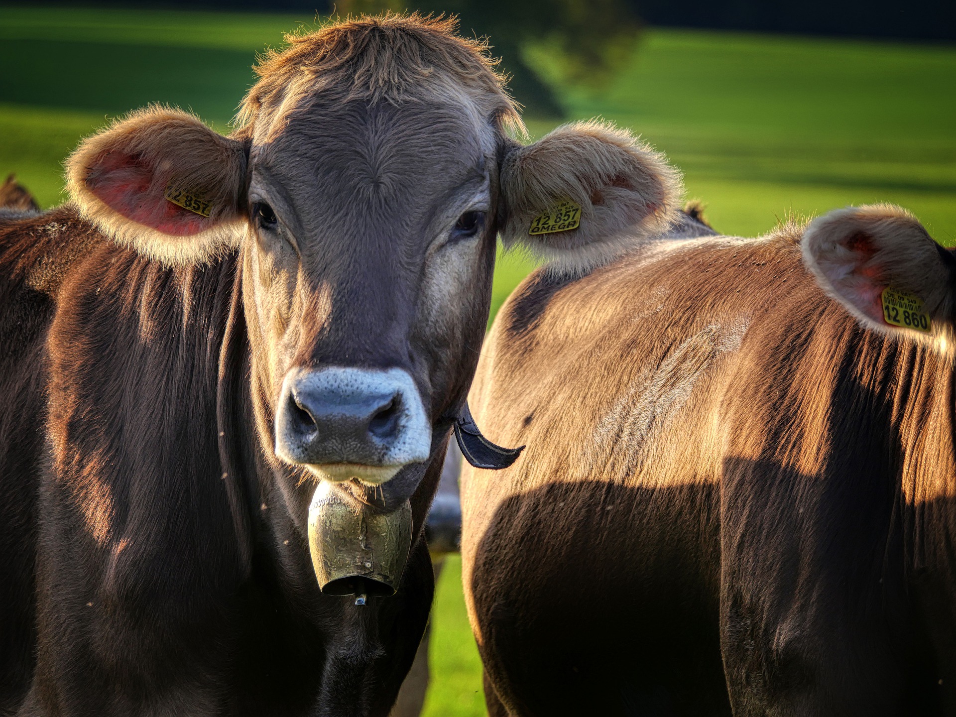 cow-gb2cc45257_1920.jpg