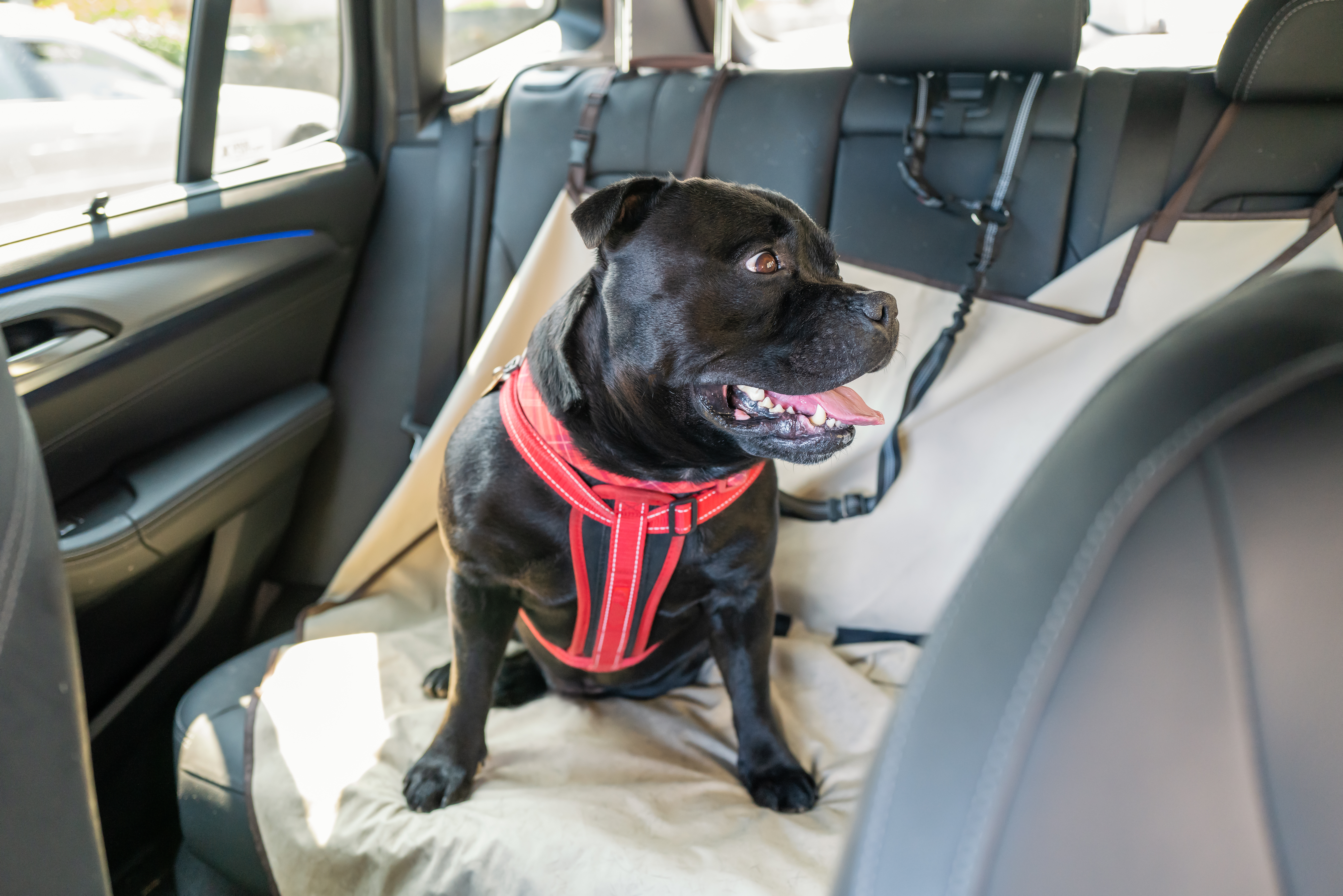 Staffordshire Bull Terrier dog on the back seat of a car with a clip and strap attached to his harness. He is sitting on a car seat cover.