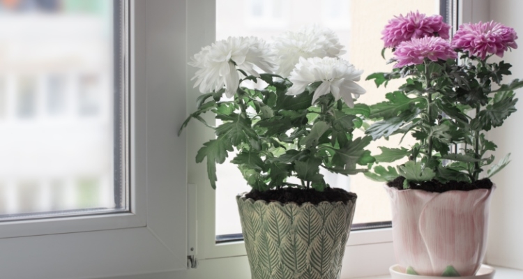 Body_Chrysanthemum in window_shutterstock_489407596.jpg