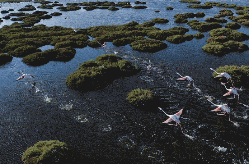 Flamingos flying over a marsh 