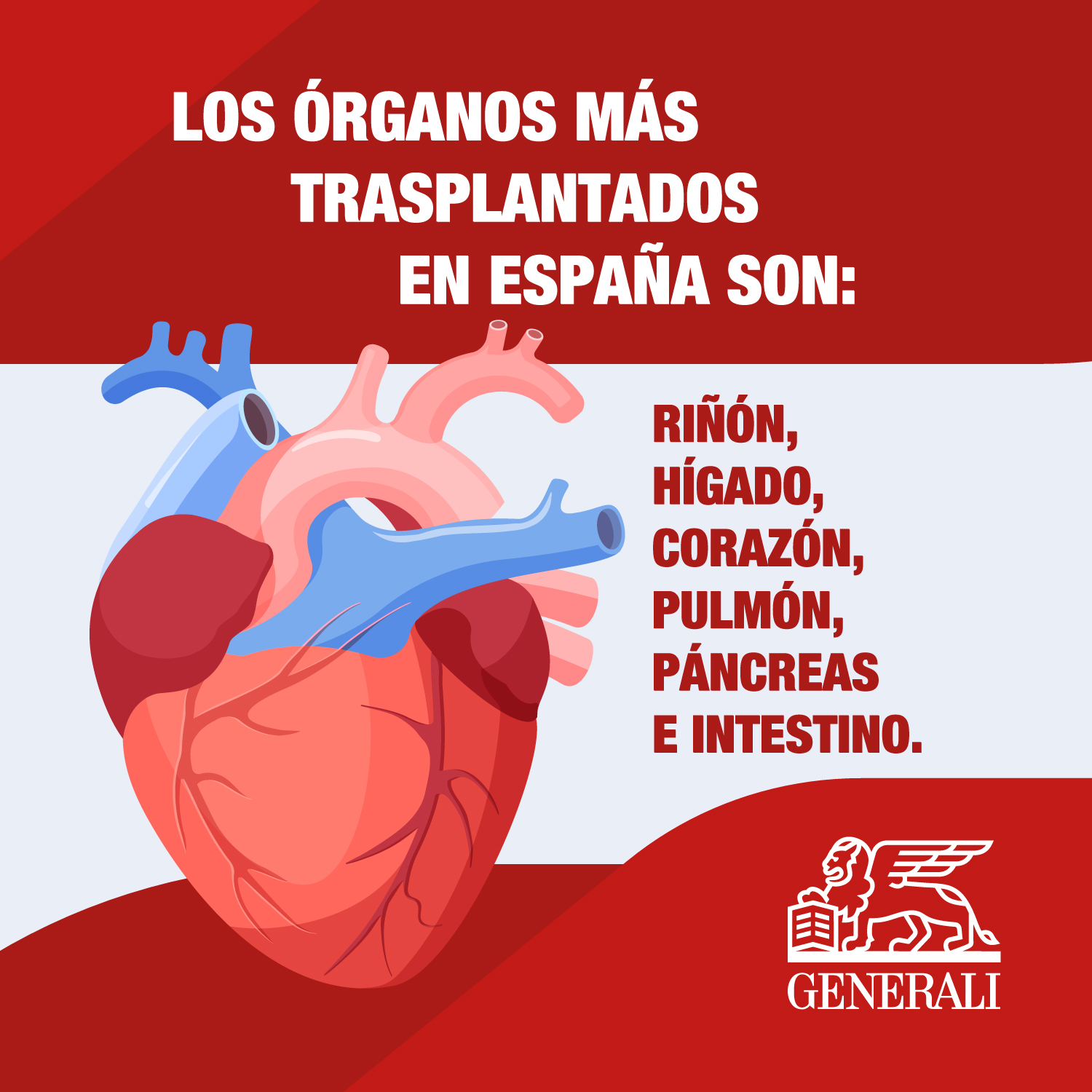 1562466_Generali-Spain-How-to-donate-organs-in-Spain-opt4_020723.jpg