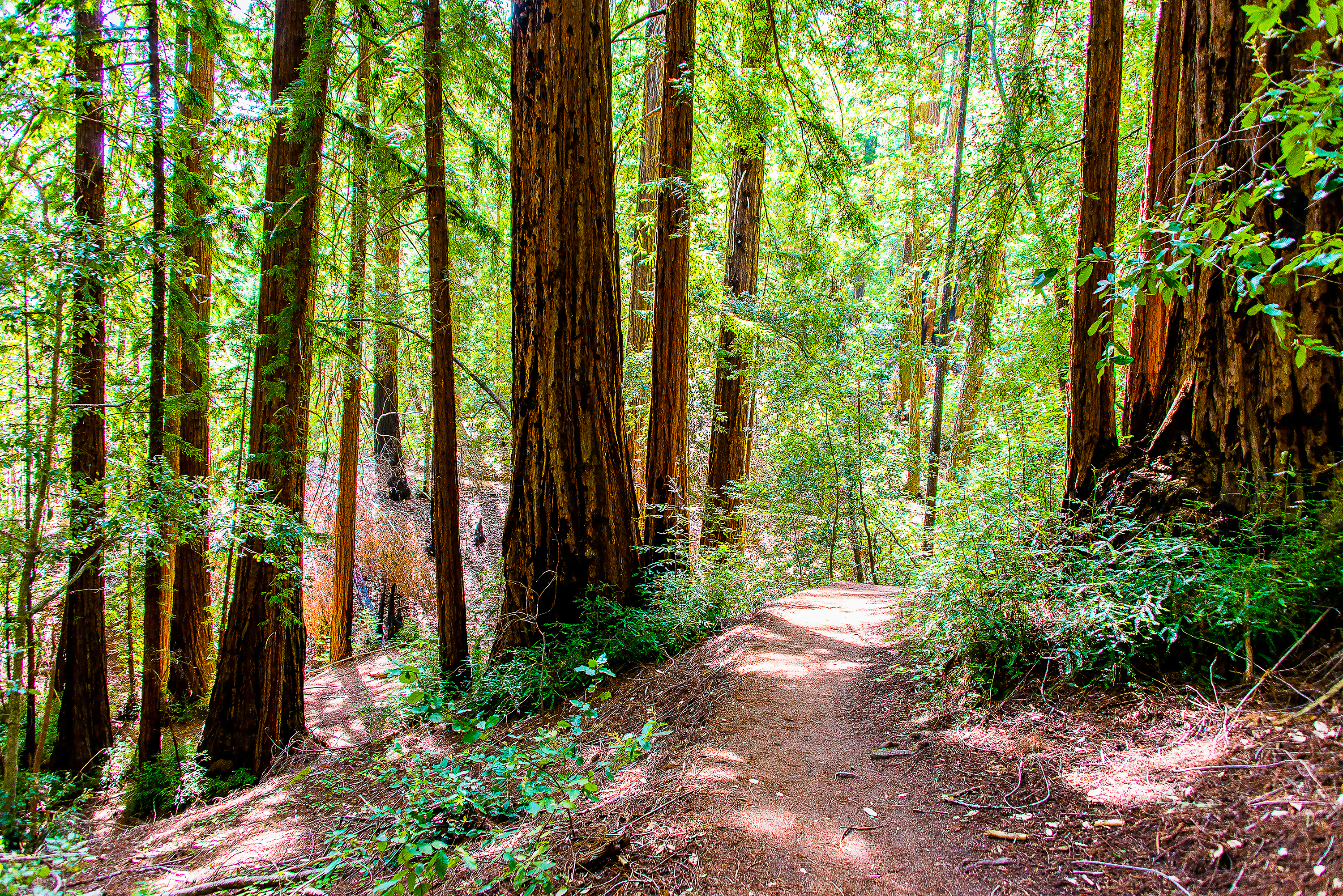 Beautiful Red Wood Park forest with sequoia trees