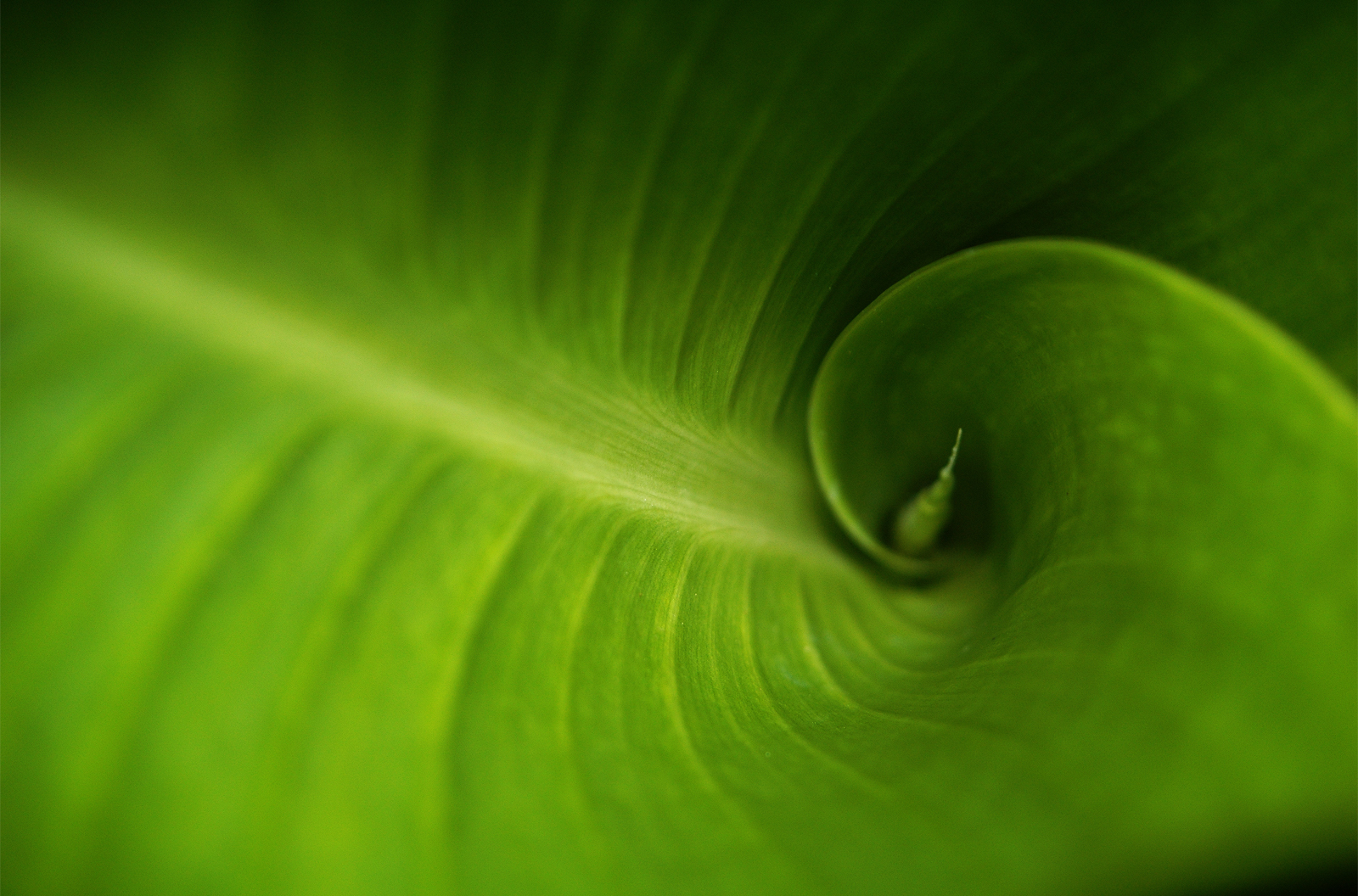 Macro photograph of green leaf in a spiral shape to illustrate the Fibonacci Spiral in nature