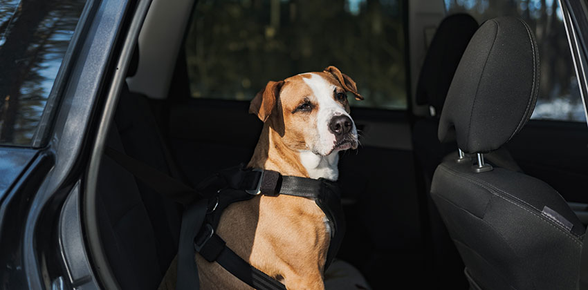 Pes v avtu, slika prikazuje, kako se uporabi varnostni pas.