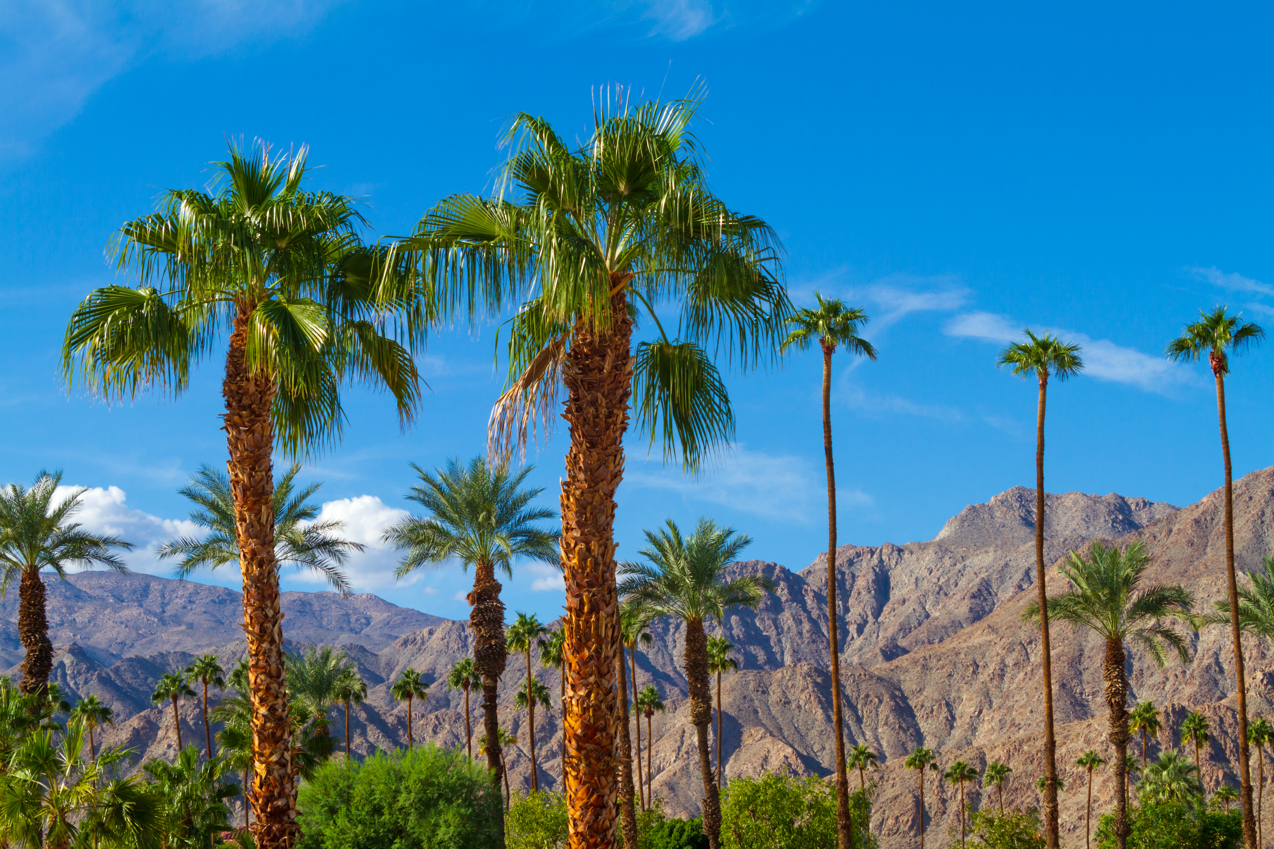 Palm trees with mountain range background in La Quinta, California in the Coachella Valley,