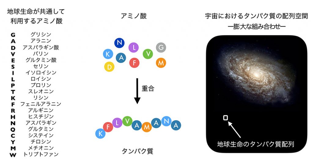 膨大な組み合わせのあるアミノ酸の配列を変えて、機能性の高いタンパク質をつくる