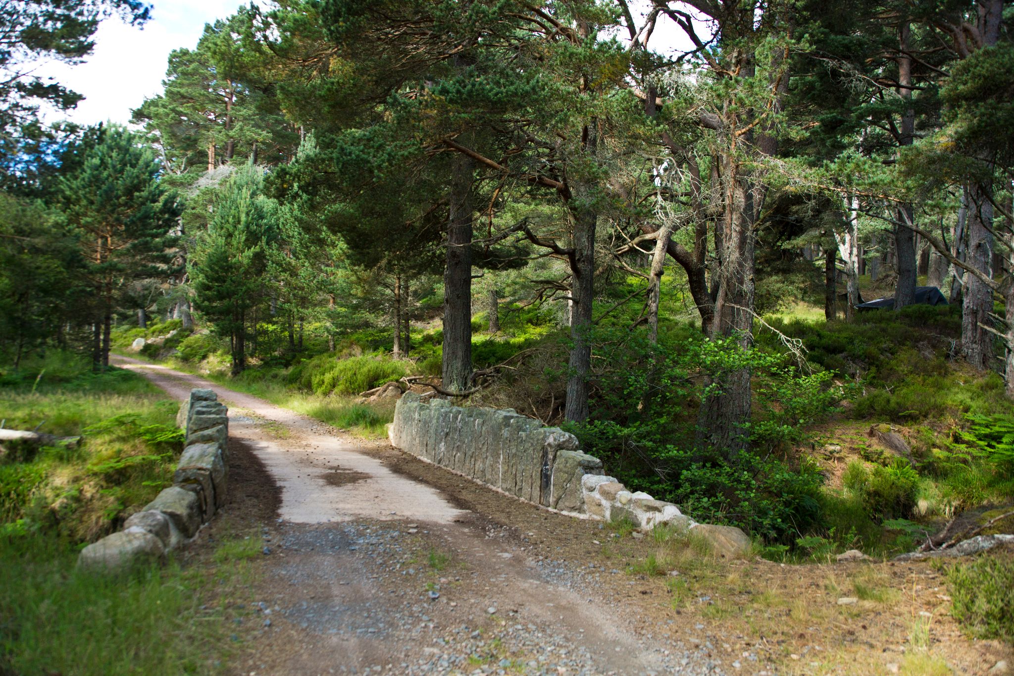 Cairngorms National Park wheelchair accessible trips Scotland