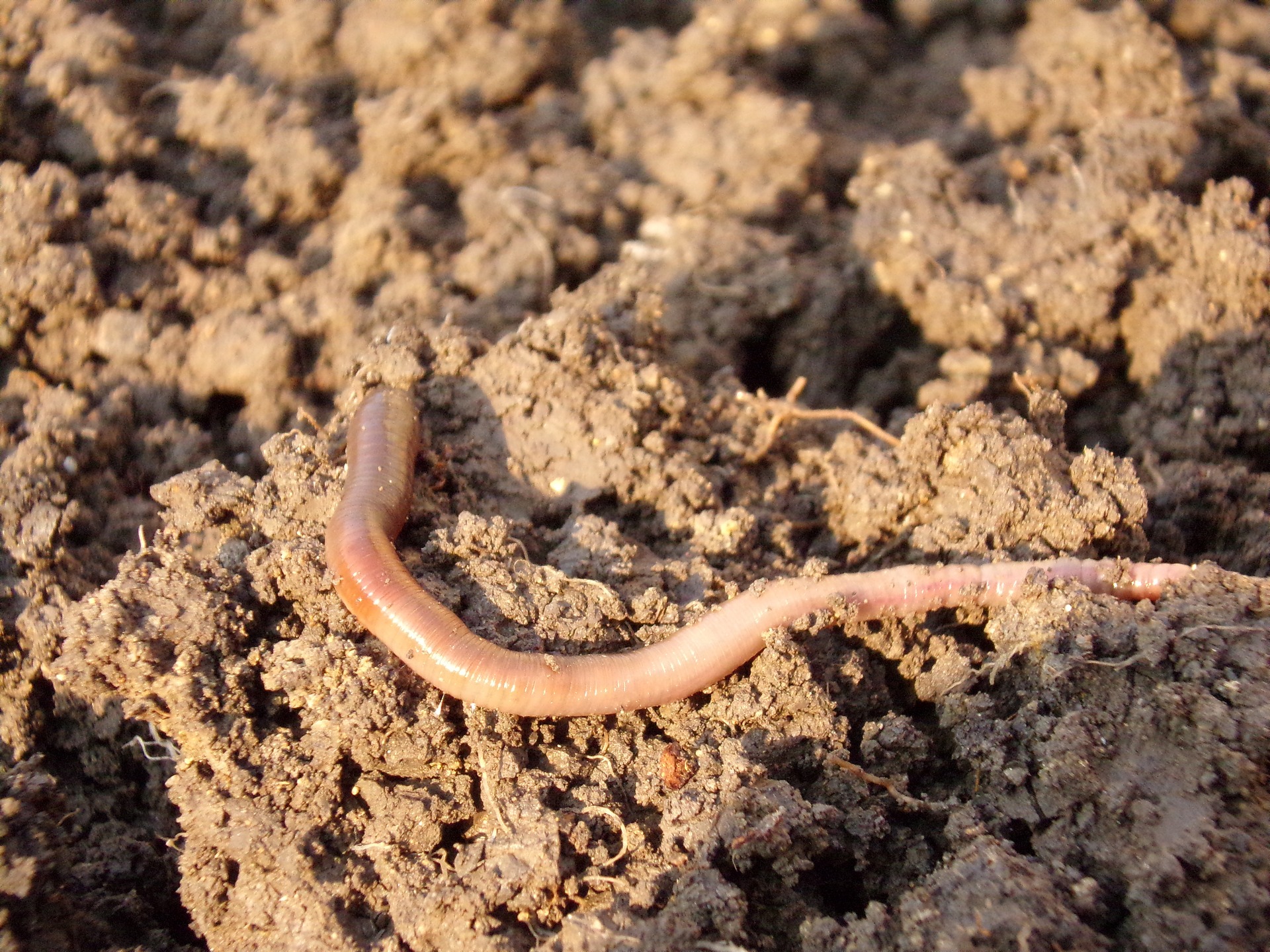 earthworm-gc7dc5569a_1920.jpg