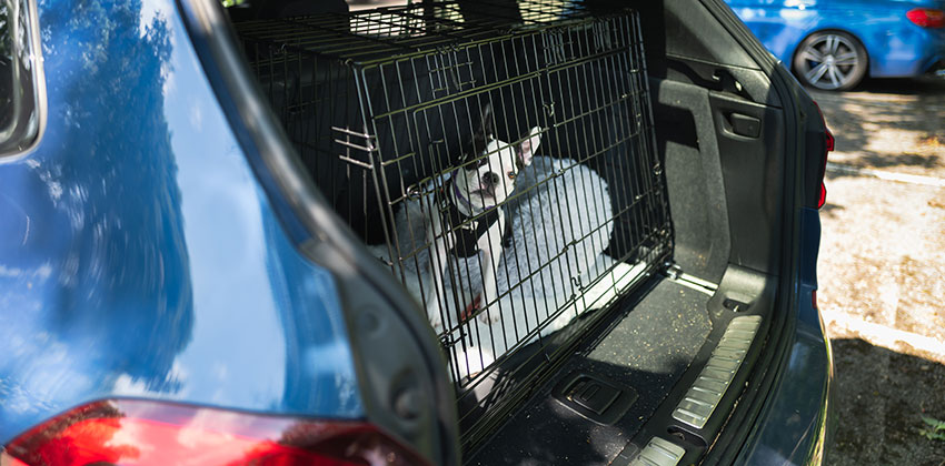 Pes v avtu, slika prikazuje, kako se uporabi transportni boks.