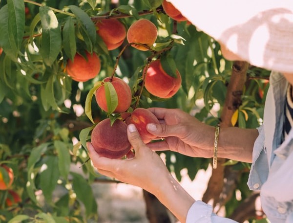 How to Ripen Peaches Perfectly