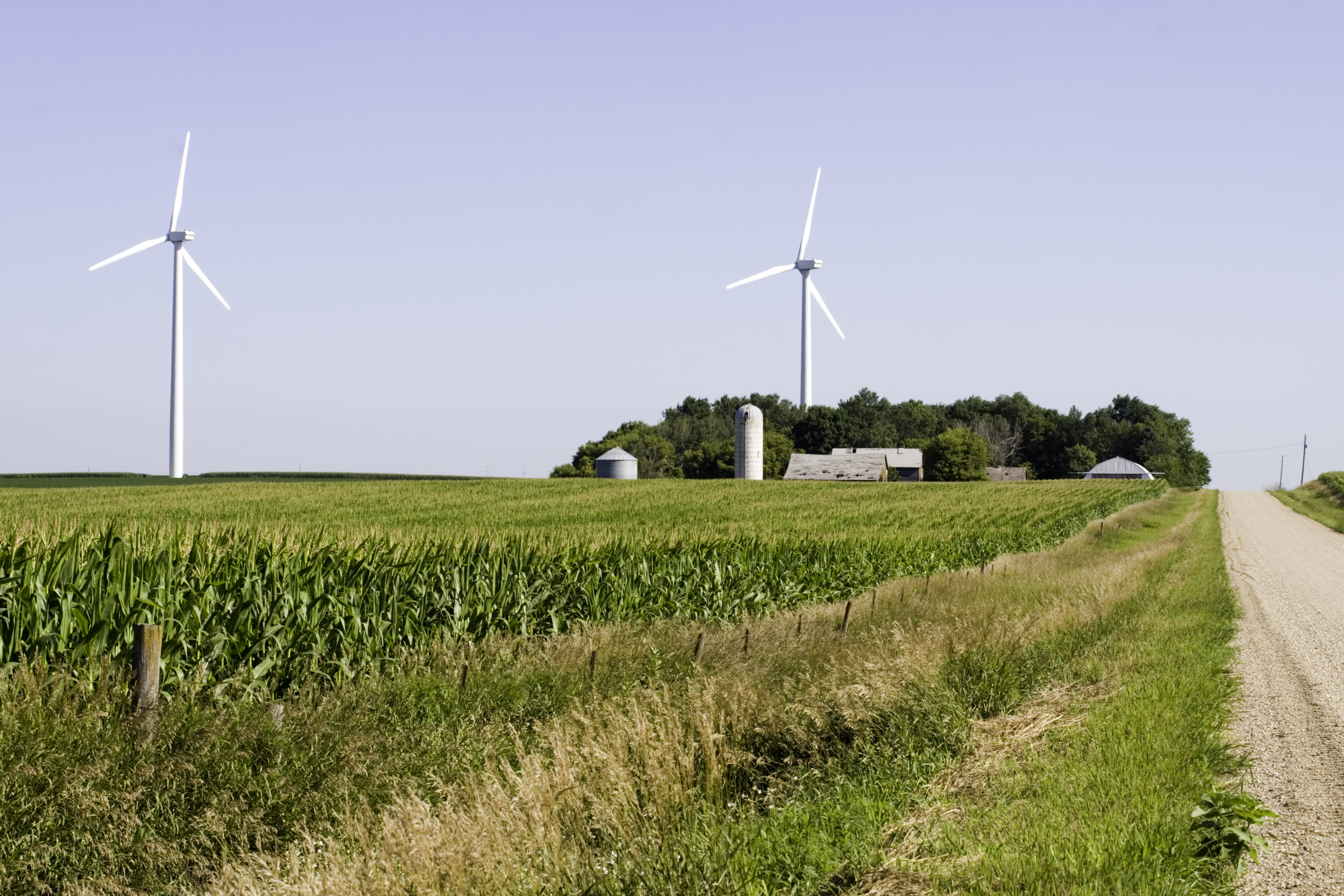 Windmills and Cornfield in Rural Iowa