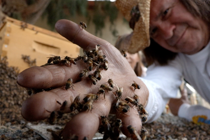 alt="KillerBeeCatcher.png"