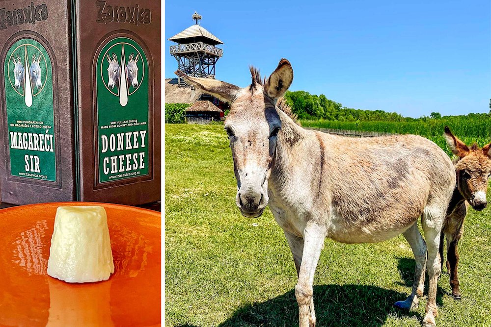 one_of_the_worlds_most_expensive_cheeses_comes_from_rescued_donkeys_1.jpeg