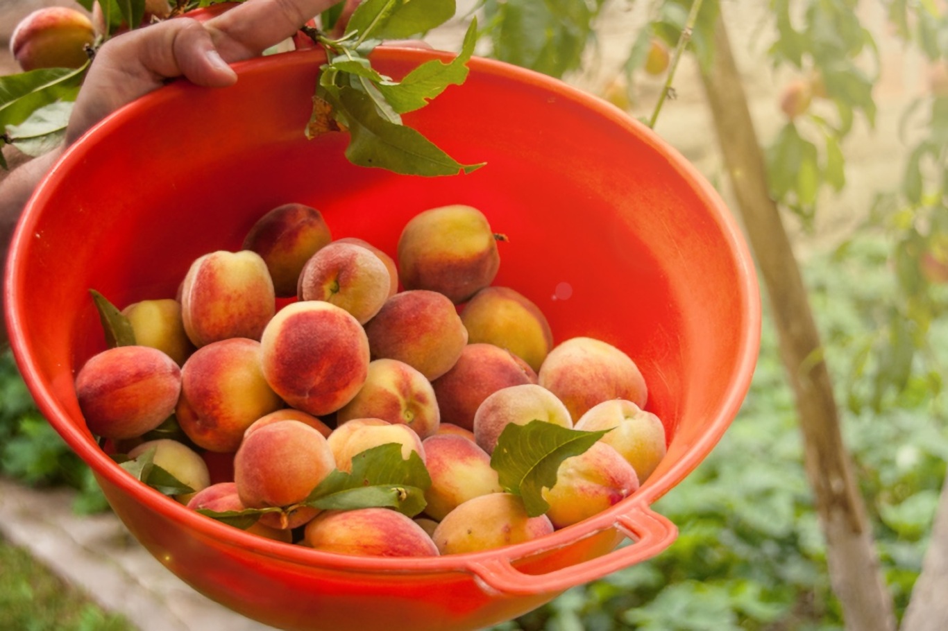 How to Ripen Peaches Perfectly