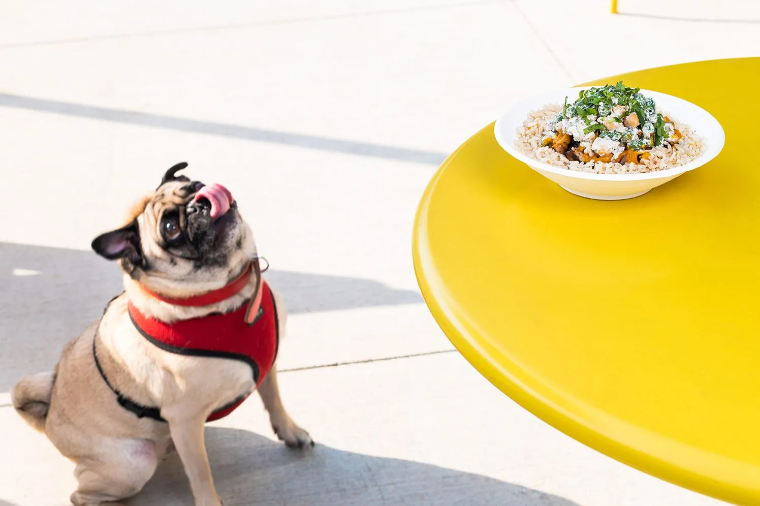 image of dog with gusto dish