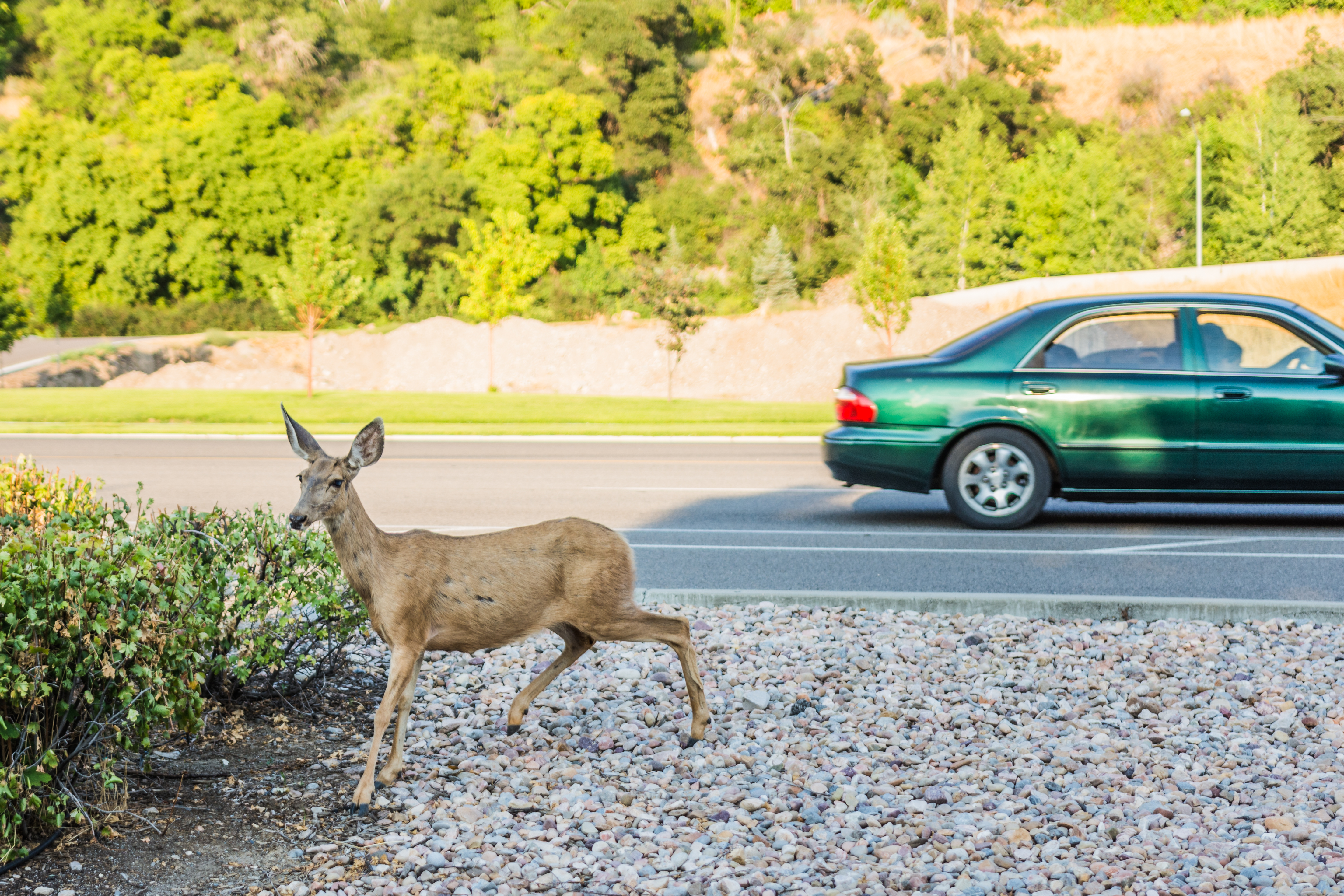 Deer running across busy road