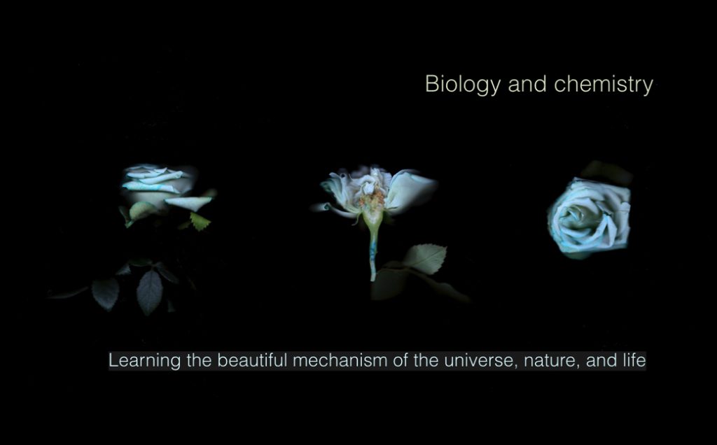 植物の茎に色素を注入して花びらの色を変化させた作品《Stem injection》