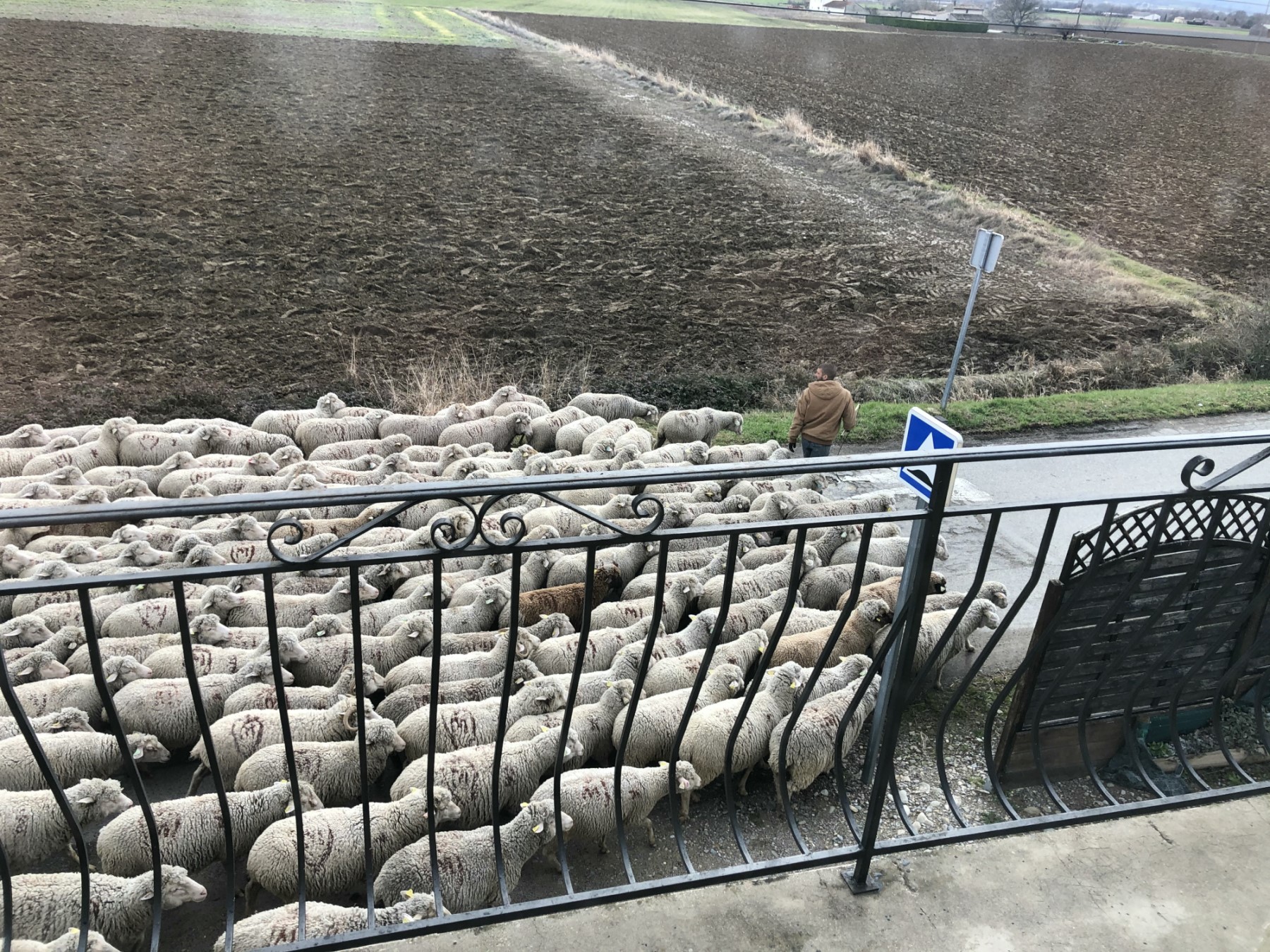 A shepherd leads a flock of sheep to new pastures along the road in front of Gomikawa’s house.