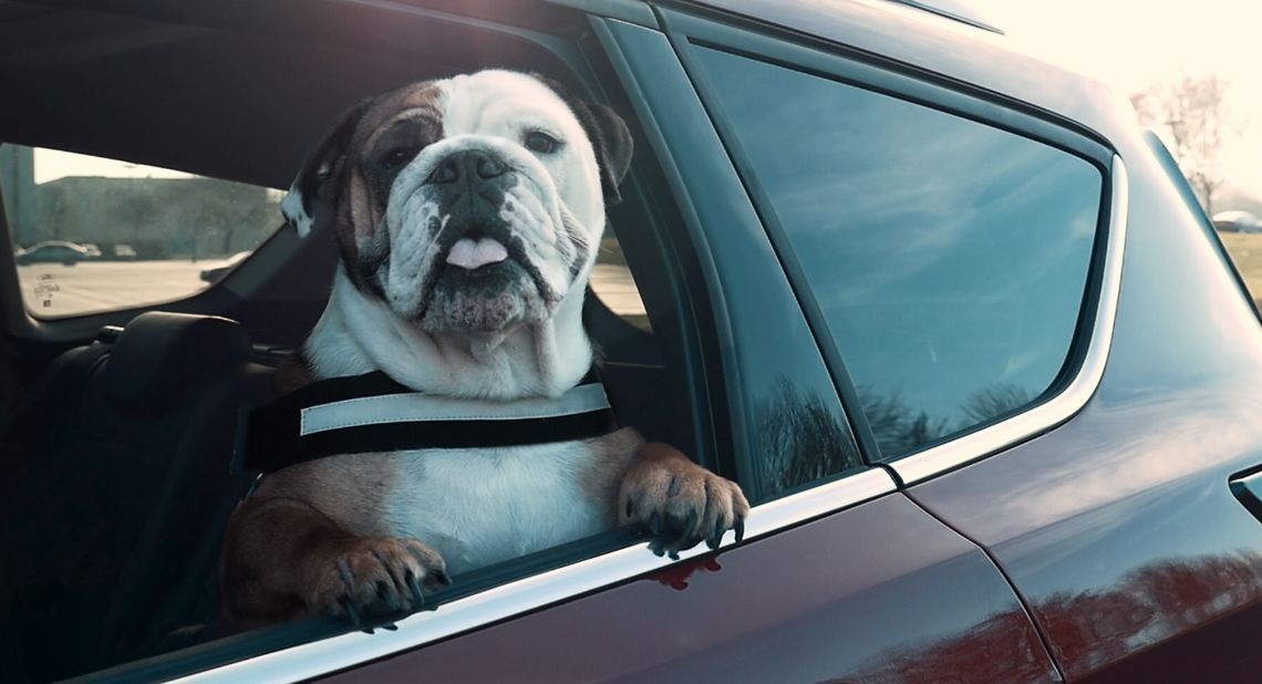 Bulldog leaning out of a car