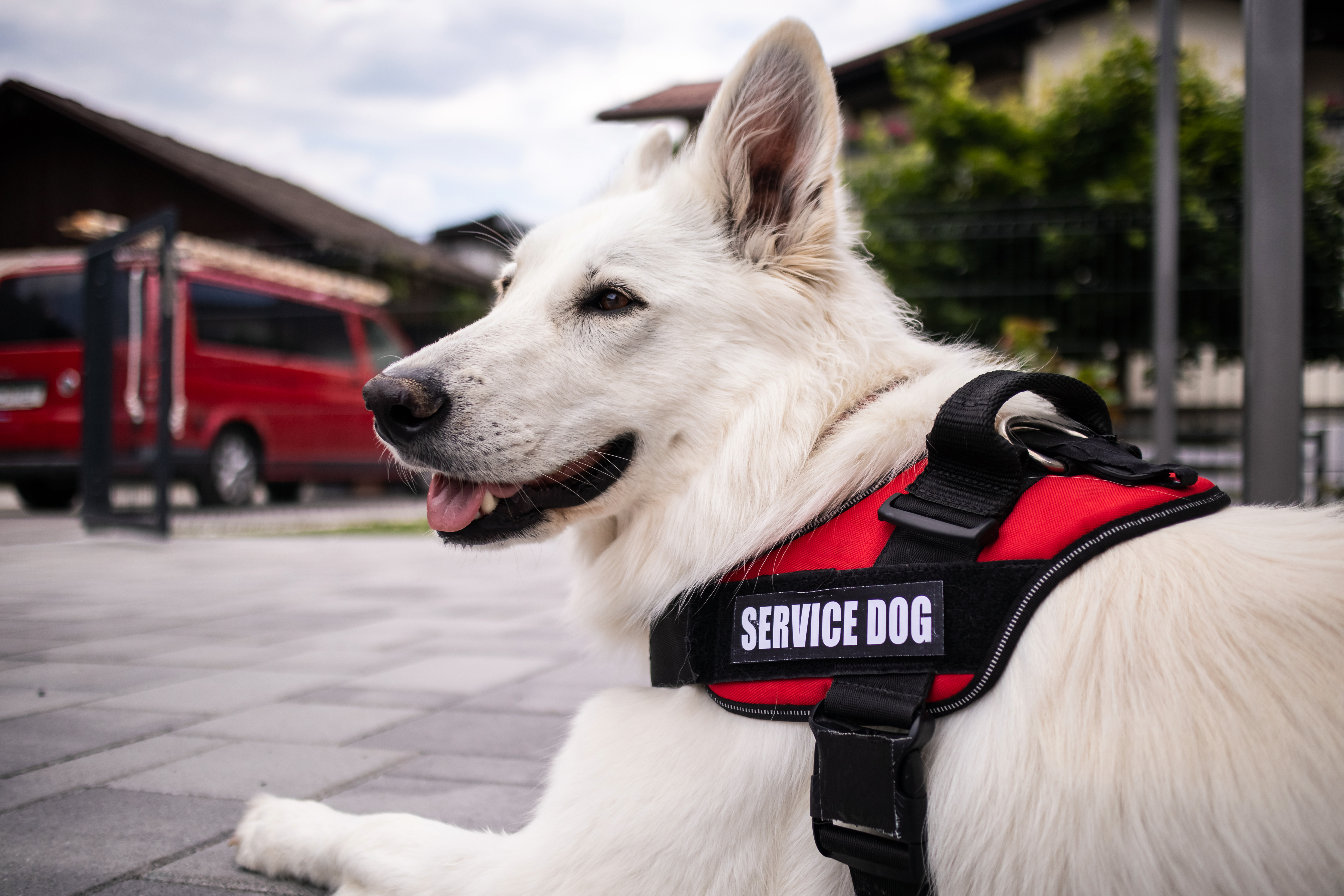 Service store animal laws