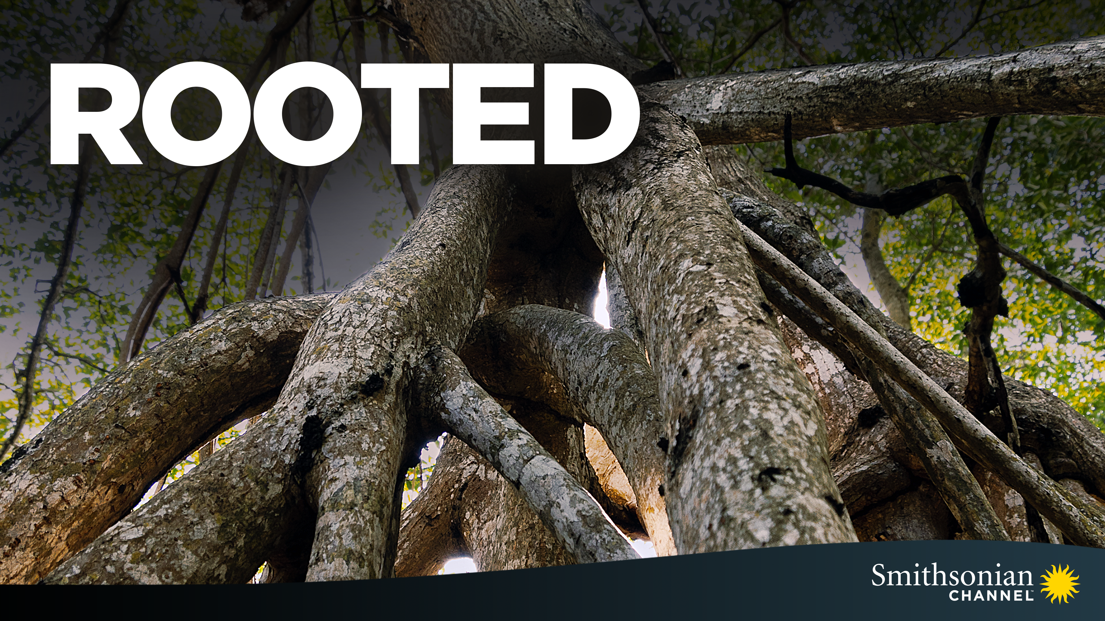 Rooted.png