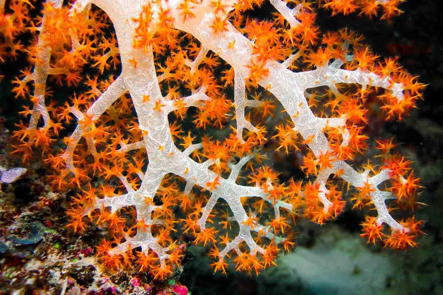 orange diamond underwater photography