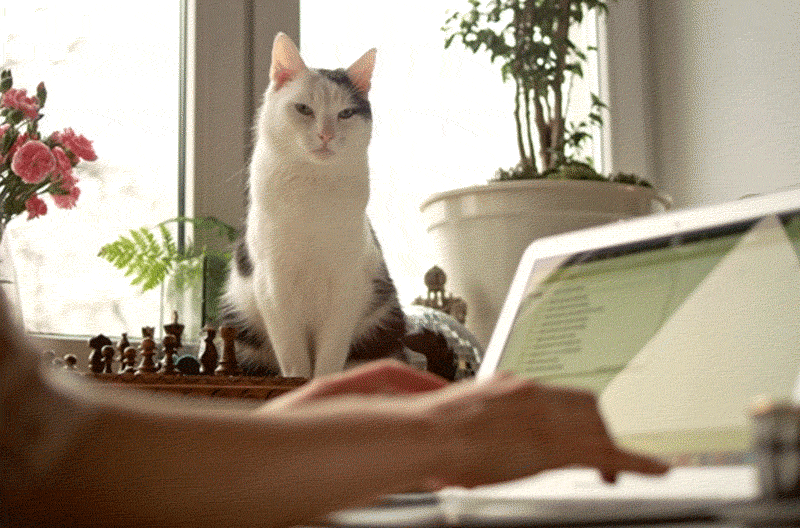 Cat intensely watching a woman work on her laptop