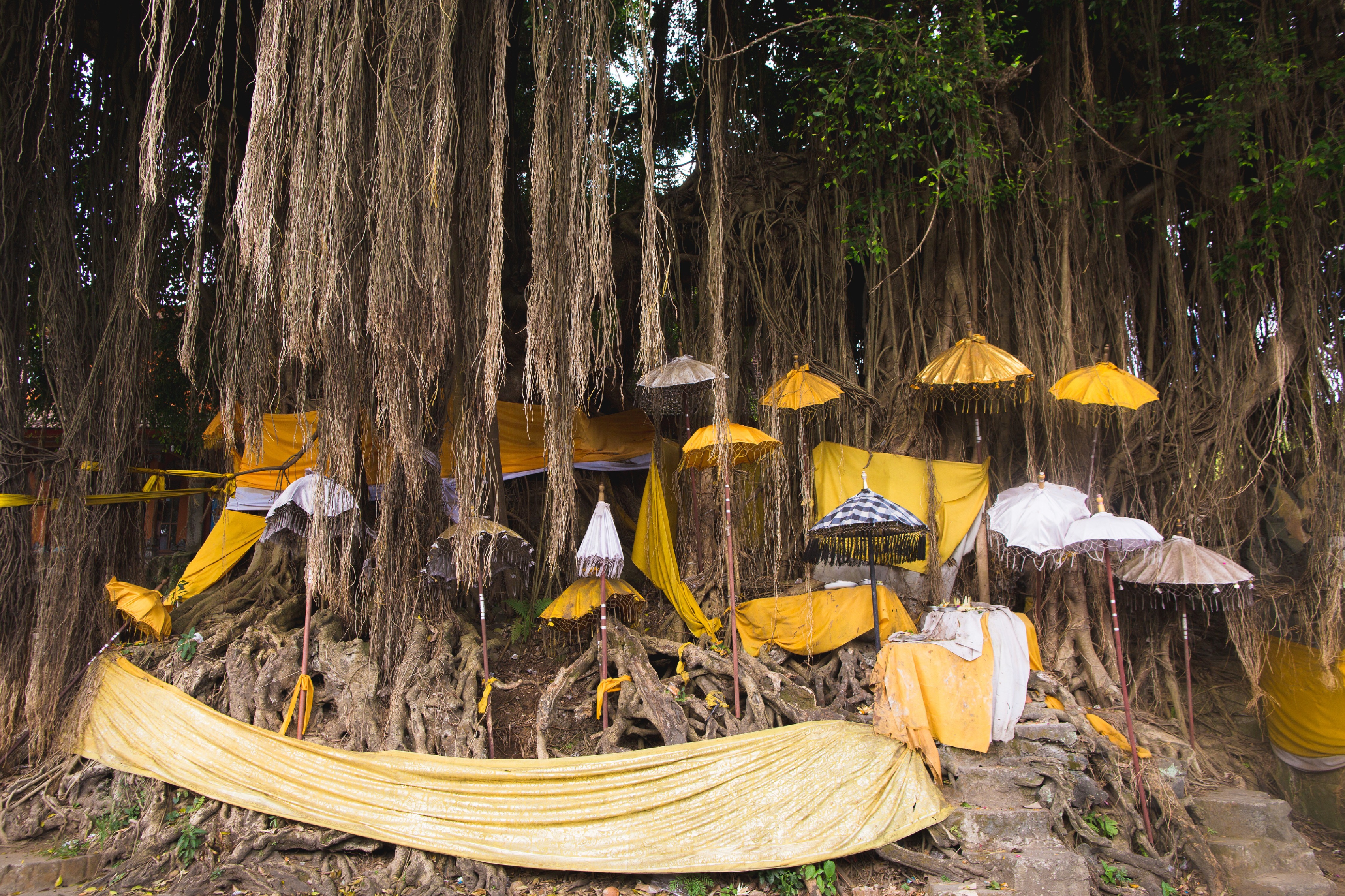 Giant Banyan Tree