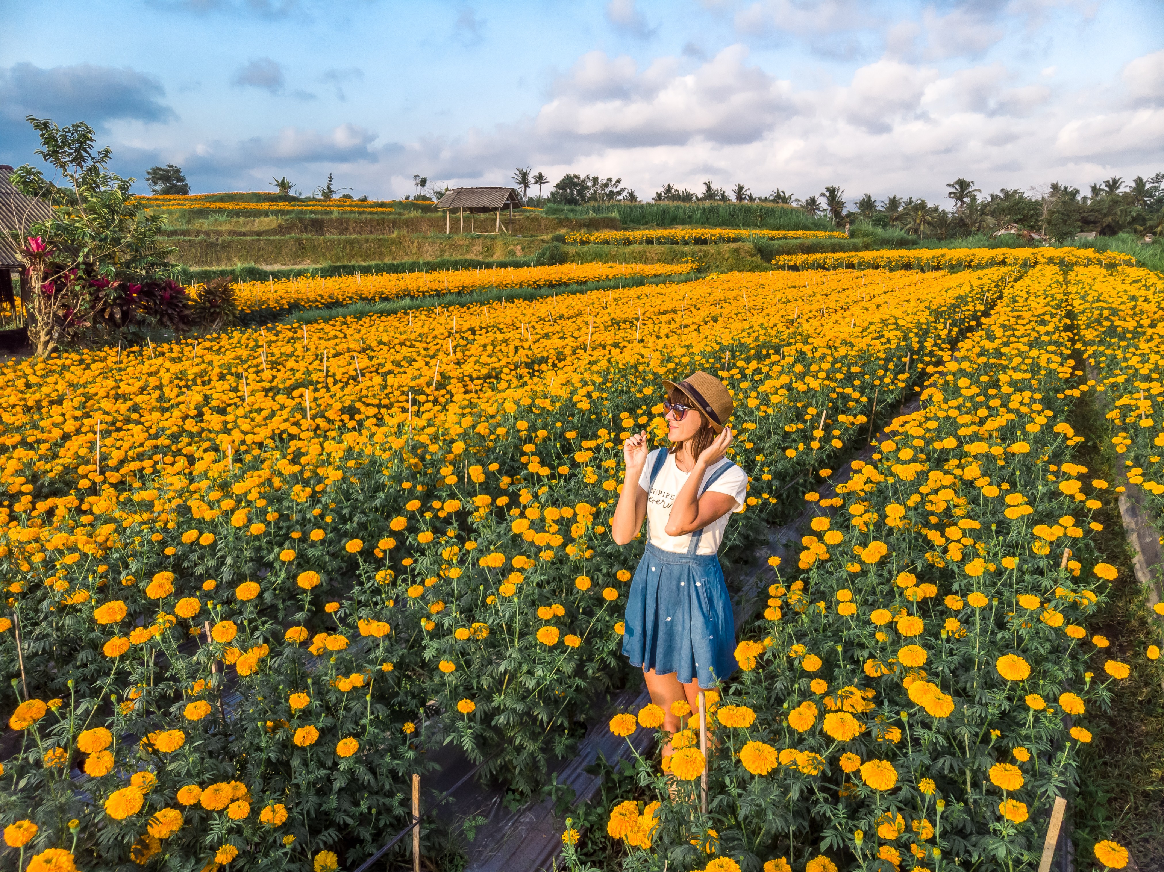 Marigold field