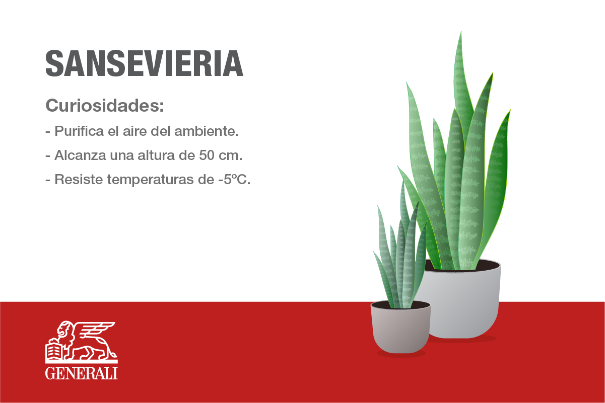 SANSEVIERIA.png